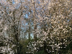 Arbre_en_Fleur_Printemps